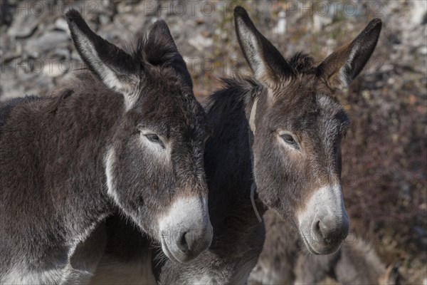 Two donkey (Equus asinus asinus)