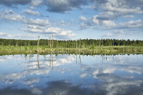 View over the Regenmoor marshland and Neckar origin Schwenninger moss