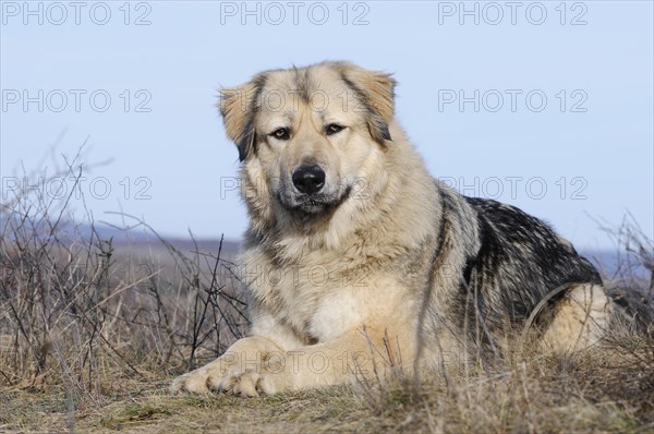 Caucasian Ovcharka