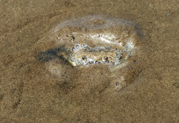 European green crab (Carcinus maenas) hides in the sand