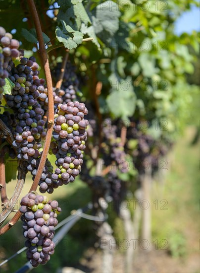 Blue grapes