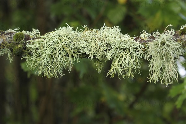 Iceland moss (Cetraria islandica) at the branch