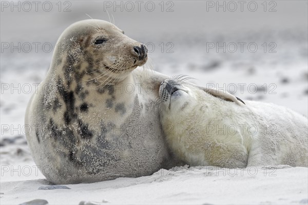 Grey seals (Halichoerus grypus)