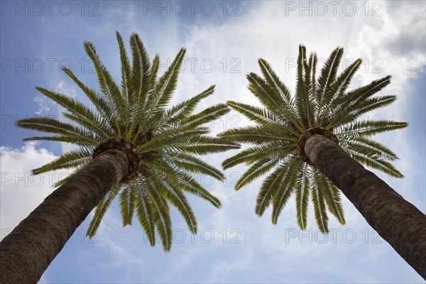 Palm trees in front of cloud sky