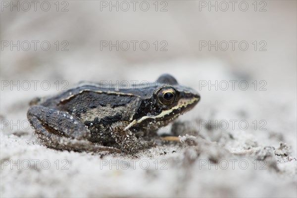 Young Moor frog (Rana arvalis)