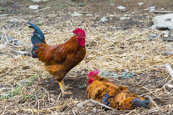 Two cocks