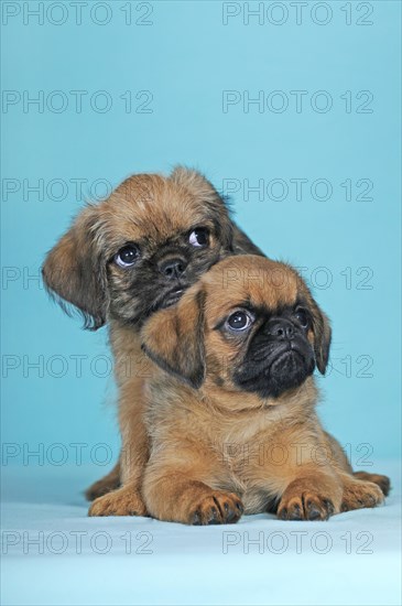 Brussels Griffon
