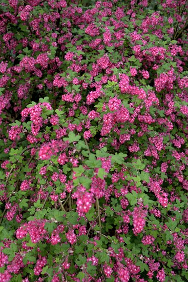 Flowering currant (Ribes sanguineum)