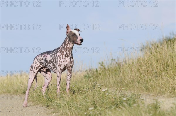 Peruvian naked dog