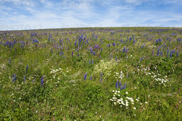 Flowering meadow with Lupins (Lupinus) and Cranesbill (Geranium)