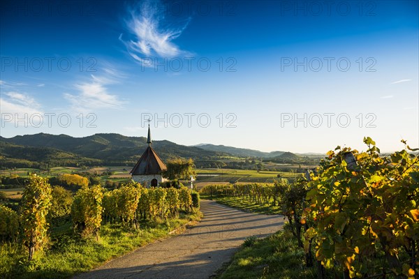 Olbergkapelle between vineyards