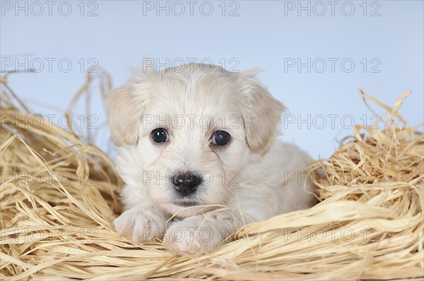 Havanese
