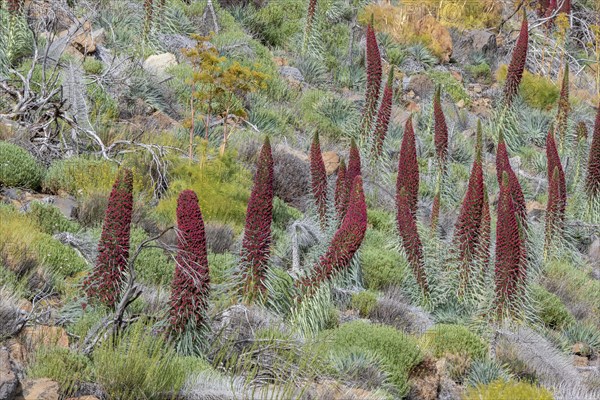 Blooming Echium wildpretii (Echium wildpretii)