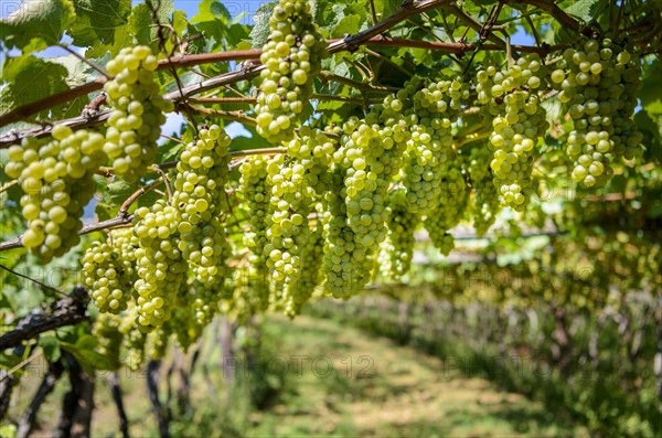 Green grapes