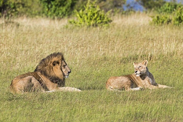 Lions (Panthera leo)