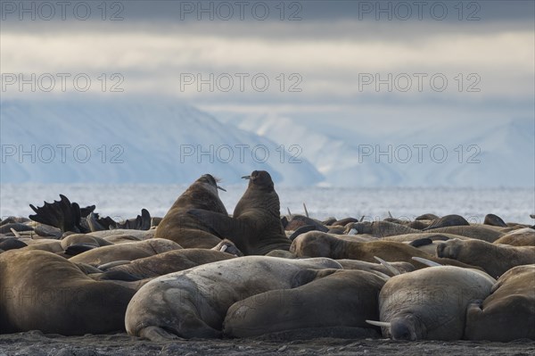 Walruses (Odobenus rosmarus)