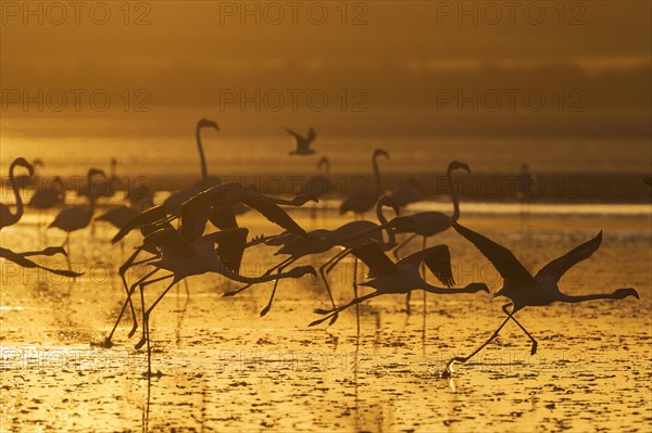 Greater Flamingos (Phoenicopterus roseus)