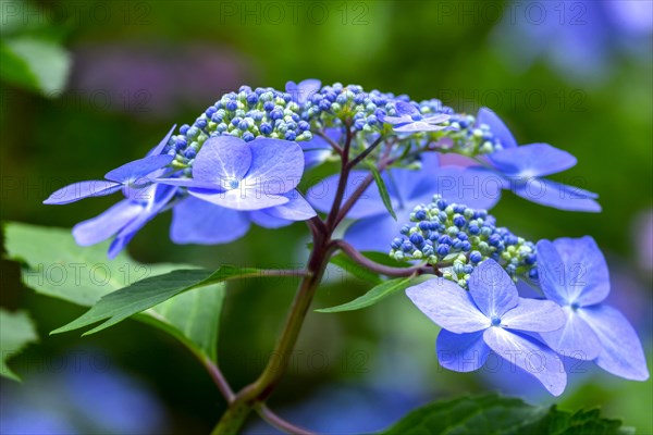 Blue mountain hydrangea (Hydrangea serrata)