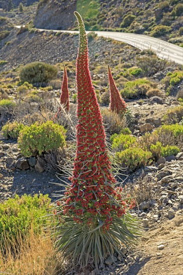 Flowering Echium wildpretii (Echium wildpretii)