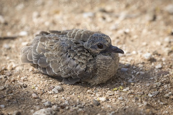 Inca Dove (Scardafella inca)