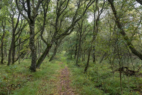 Forest track through the nature reserve Kaergard Klitplantage