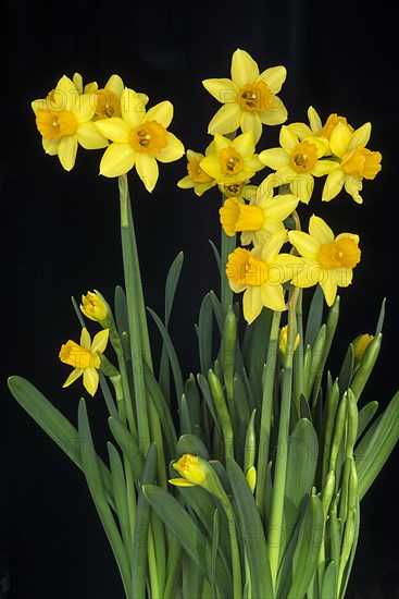 Yellow Dwarf-Daffodils (Narcissus)