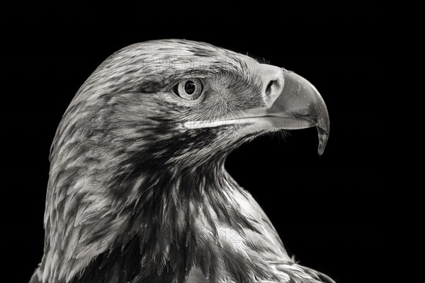 Eastern imperial eagle (Aquila heliaca)