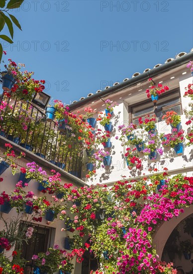 Many red geraniums in blue flowerpots in the courtyard on a house wall