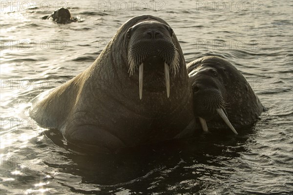 Walruses (Odobenus rosmarus)