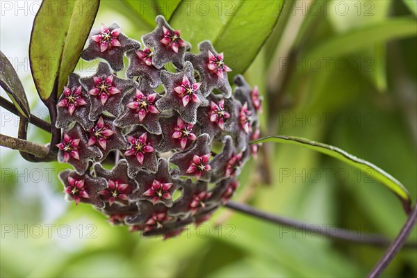 Flower of a Honeywort (Hoya pubicalyx)