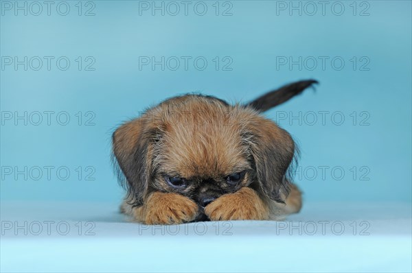 Brussels Griffon