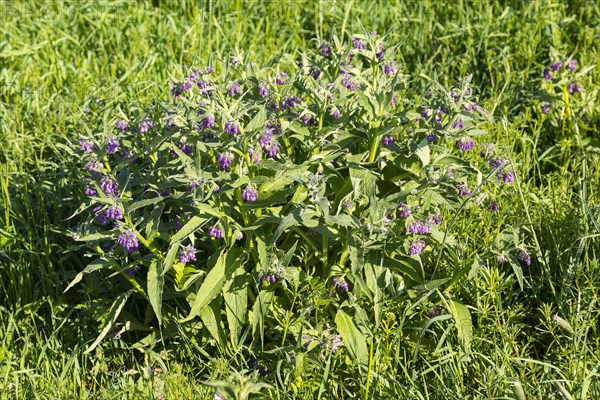 Flowering Comfrey (Symphytum)