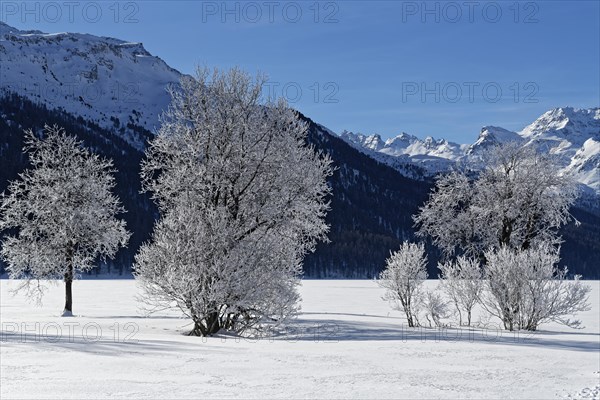 Trees with hoarfrost on the frozen Lake Silvaplaner