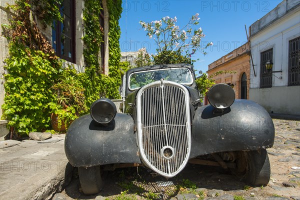 Car wreck of an oldtimer overgrown with flowering plants