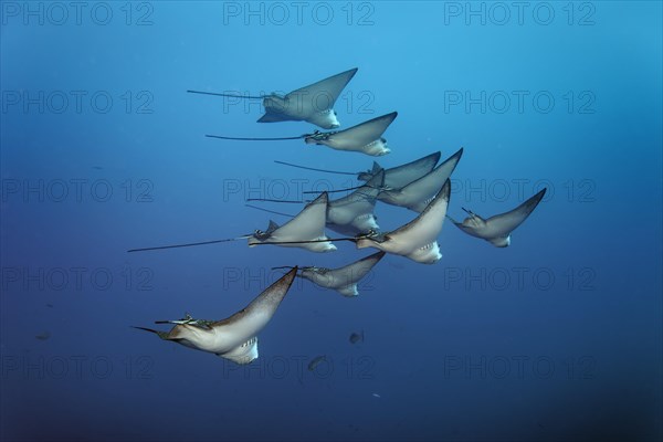 Swarm Spotted eagle rays (Aetobatus narinari)