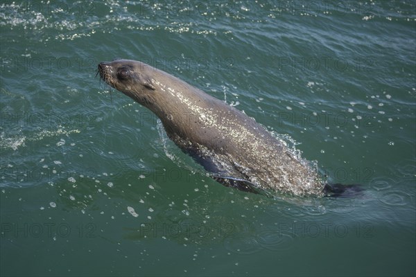Cape fur seal (Arctocephalus pusillus)