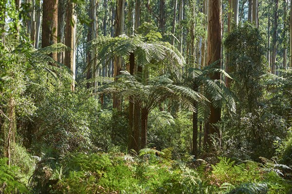 Rainforest with Tree ferns (Cyatheales) and Eucalyptus regnans trees (Eucalyptus regnans)