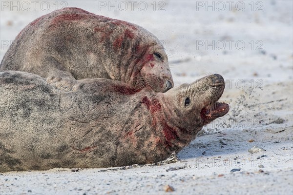 Grey seals (Halichoerus grypus)