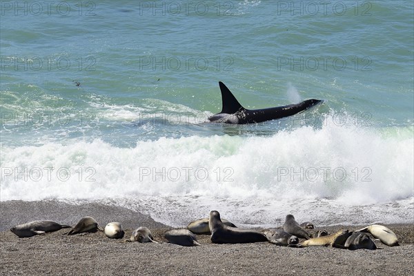 Killer whale (Orcinus orca) searching for prey in front of gravel bank with Southern elephant seals (Mirounga leonina)