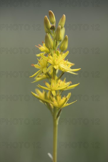Bog Asphodel (Narthecium ossifragum)