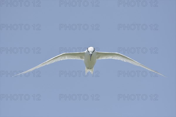 Flying tern frontal