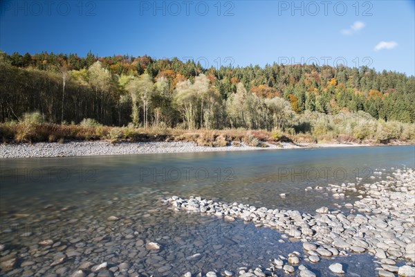 The river Lech with autumnal forest near the Ziegelwiesen