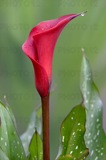 Arum lily (Zantedeschia)