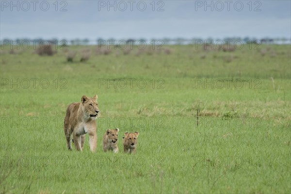 Lion (Panthera leo)