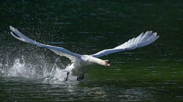 Mute swan (Cygnus olor)