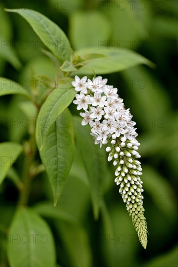Gooseneck loosestrife (Lysimachia clethroides)