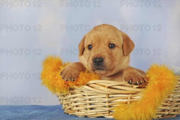 Labrador Retriever