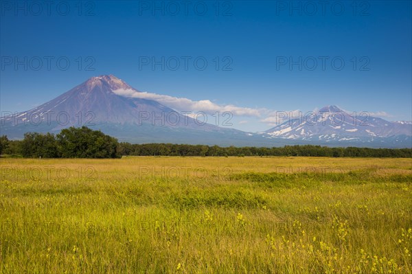 Wild flower field before the Avachinskaya Sopka volcano