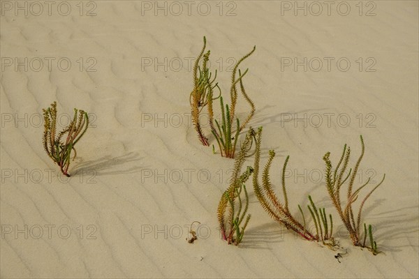 Hauhechel (Ononis natrix) grows in Sanddune