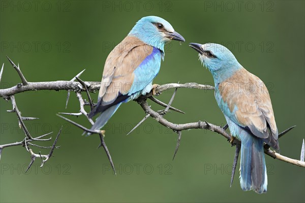 European rollers (Coracias garrulus)